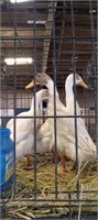 trio of fawn runner ducks