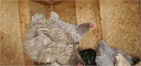 1 Dozen-Hatching Eggs-Lavender Mottled Orpington