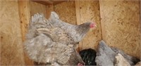 1 Dozen-Hatching Eggs-Mottled Orpington