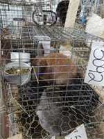 Holland Lop Doe - 10 Wks Old