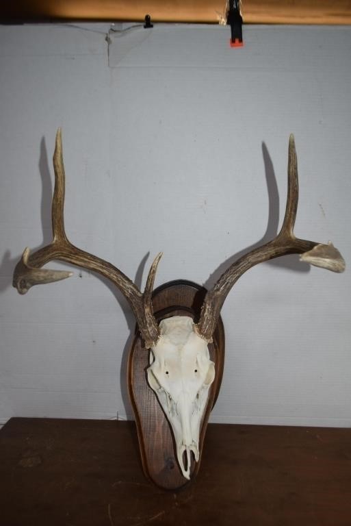 Mounted Bleached Deer Skull