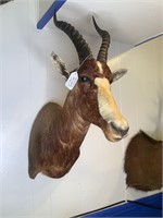 African Blesbok Shoulder Mount