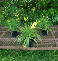 3 Perennial Golden Reblooming Day Lilies