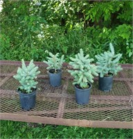 4 Baby Blue Spruce Trees