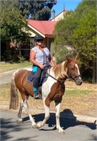 (SA) BANJO - PAINT X QH GELDING