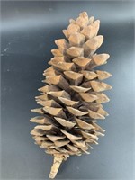 13" long sugar pine cone, 5" across