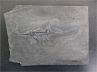 Triassic Treasure: The Keichousaurus Fossil