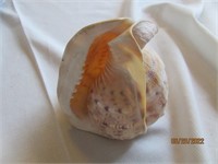Conch Seashell 7X5