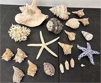 Collections of Nice Sea Shells Lot See Photos for