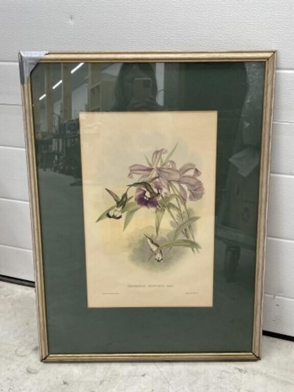 Framed Antique Hummingbird Print By J. Gould -