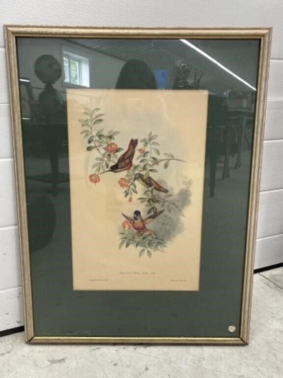 Antique Framed Hummingbird Print By J.gould -