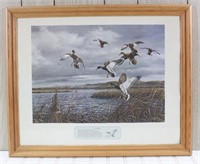 Framed Mallard Duck Print