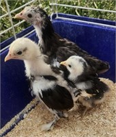 3 Unsexed-Chocolate & Black Mottled Cochin Bantams