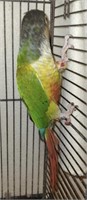 Male-Yellowsided Conure-DNA Sexed