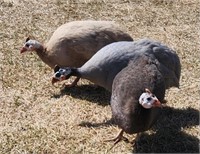 1Doz-GuineaFowl Hatching Eggs-Pied,Purple,Lav,Buff