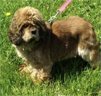 Female-Cocker Spaniel-Tied with Stud, 3.5 years ol