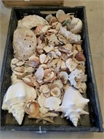 Huge Collection of Sea Shells From the Seashore