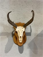 Antelope Skull Mount