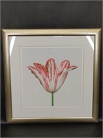 Tulip Art Print Platinum Toned Frame 23in x 23in