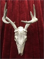 Deer Skull w/ Antlers - Bush Find