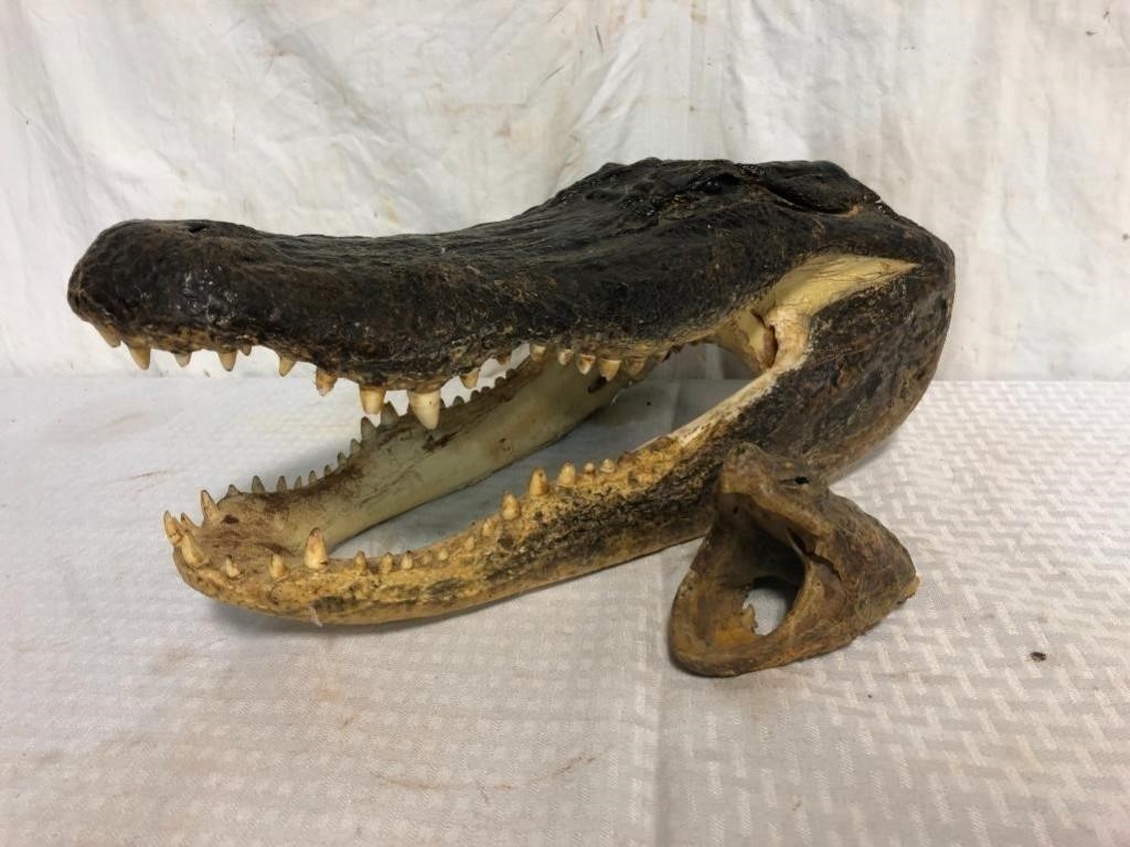 Alligator & Snapping Turtle Head Mounts