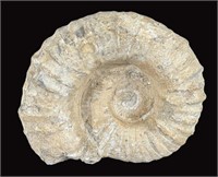 NATURAL AMMONITE FOSSIL CONCH