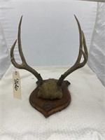 Deer Mount