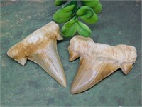 SHARK TEETH ROCK STONE LAPIDARY SPECIMEN