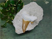 SHARK TOOTH IN MATRIX ROCK STONE LAPIDARY SPECIMEN