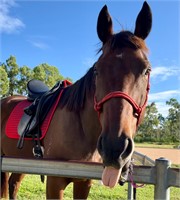 (VIC) STRAPPED - THOROUGHBRED GELDING