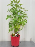 36 plus inches raspberry plant