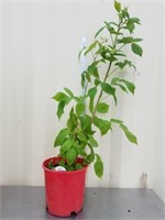 36 + inches raspberry plant