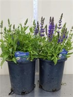 Two 15-in perennial Sage