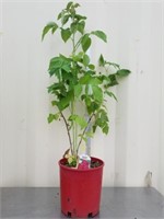 36 + inch raspberry plant