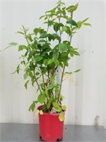 36 + inches raspberry plant