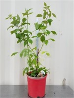 36 plus inches raspberry plant