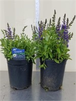 13 and 14-in perennial Sage