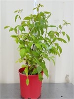 30-in raspberry plant