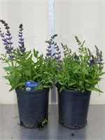16 and 15-in perennial Sage