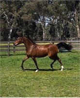 (VIC): MIETTA - Arabian Mare