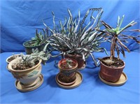 6 Potted Cactus, Succulent Plants, Pottery &