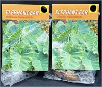 Lot of 2 Elephant Ear Colocasia Esculenta Bulbs