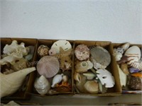 4 boxes seashells