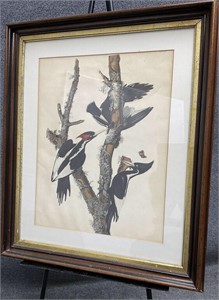 Vintage Picture of Birds