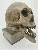 Skull with moveable jaw