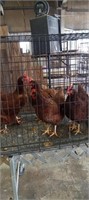 Rhode Island Red Pullets