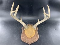 Old European style deer mount, with felted front,