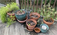 Large group of planter pots w/ asparagus fern