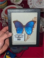 Blue Morpho Butterfly Specimen