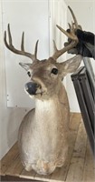 Small 10 Point Whitetail Buck